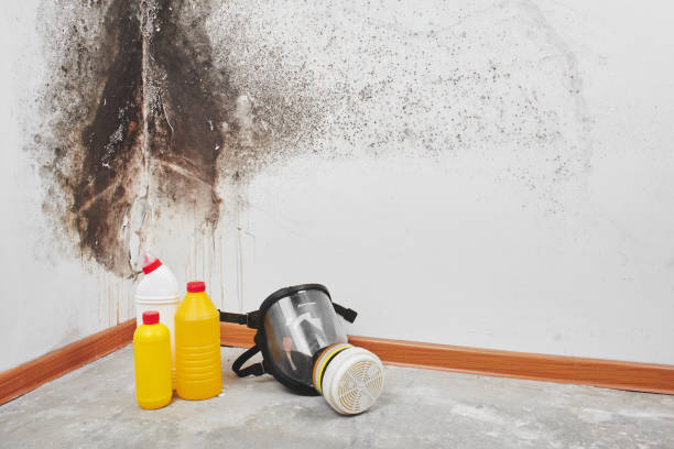 Best Office Mold Removal Services  in Wheeling, IL