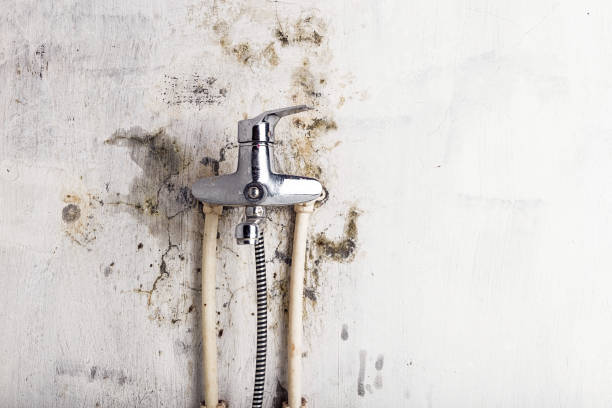 Best Mold Removal Company Near Me  in Wheeling, IL