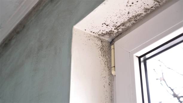 Best Certified Mold Removal  in Wheeling, IL
