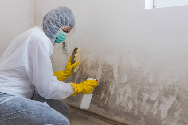 Best Mold Damage Repair  in Wheeling, IL