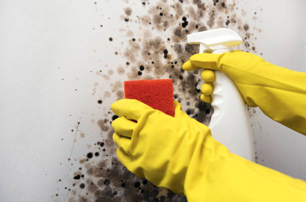 Best Mold Cleaning Services  in Wheeling, IL