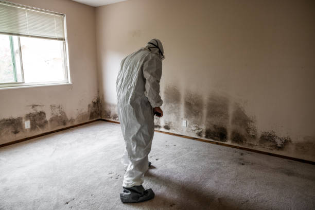 Best Mold Removal Company Near Me  in Wheeling, IL
