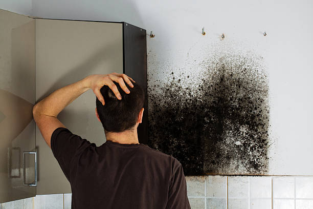 Best Mold Inspection  in Wheeling, IL