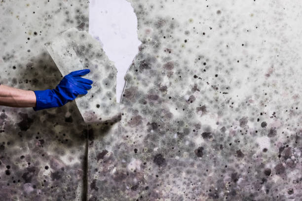 Best Toxic Mold Removal  in Wheeling, IL